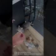 Здравствуйте Доброе Утро