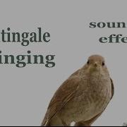 The Animal Sounds Nightingale Singing Sound Effect Animation