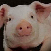 Pig Scream Sound Effect
