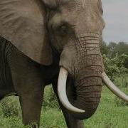 Sonido Elefante