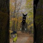 Run Banana Cat