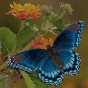 Butterfly Instrumental