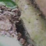 Tachinid Goofs