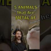 Metalheads Animals