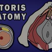 Clitoris