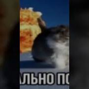 Тотально Похуй