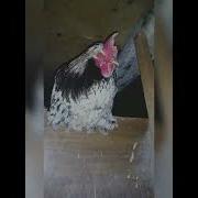 Режина Дуарте Антонио Фагундес Прикол