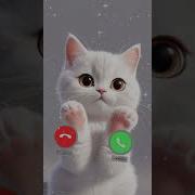 Ringtone Iphone Cat