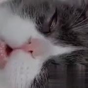 Храп Котика Мем
