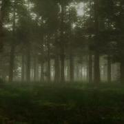 Forest Atmosphere