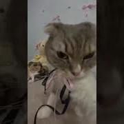Чтооо Ты Называешь Меня Су