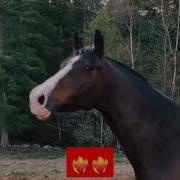 Пение Птиц С Добавлением Ржания Лошадей