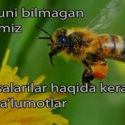 Asal Arilar Ovozi