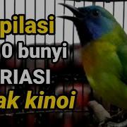 Burung Cucak Kinoy Gacor