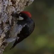 Woodpecker