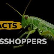 Grasshopper