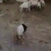 Овца В Маске Крика