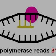 Transcription Tranlation