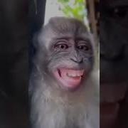 Rizz Monkey