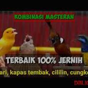 Kombinasi Kicau Kenari Kapas Tembak Dan Cililin Gacor Masteran Paling
