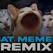 Cat Meme Remix