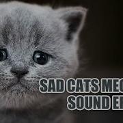 Sad Cat Sounds