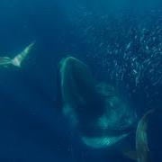 Gopro Awards Sharks Dolphins Penguins And Whales