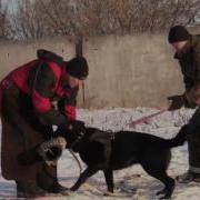 Ульк