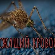 Писк Комара 10 Часов