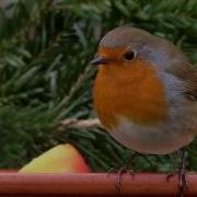 Chant Des Oiseaux Relaxant