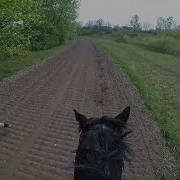 Sparring Gallop Race Horse Avarage 62 Km H Matidia Zwegat Gopro