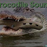 Crocodile Sounds