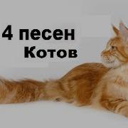 Top 5 Песен Котов