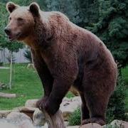 Bear Sounds King Spinosaurus