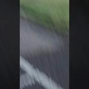 Highest Jumping Dog