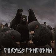 Голубь Гриша