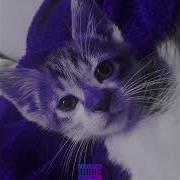 My Cat Made A Phonk