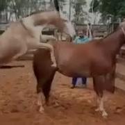 Horse Fucks A Mare