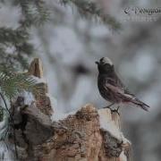 Пенье Ангелов С Высот