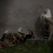 Impusable