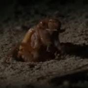 Cicadidae