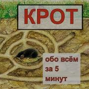 Солнечный Крот