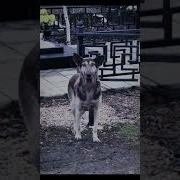 Скинволкер Кто Такой