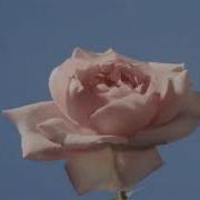 Bloom Meme Speed Up