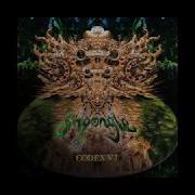 Shpongle Celestial Intoxication