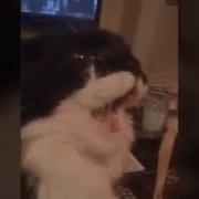 Коты Едят Мороженое