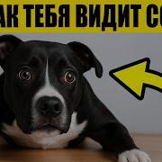 Мысли Собаки