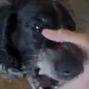 Бу Бу Бу Хороший