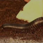 How To Look After A Giant African Millipede