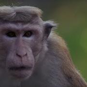 Macaque